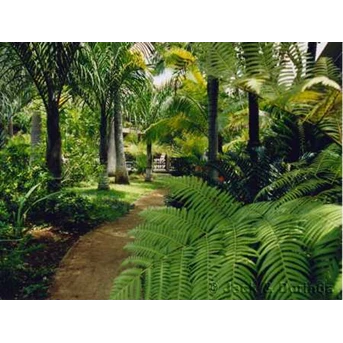 Taman gaya Tropis