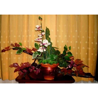 3& 4. Bunga Anggrek