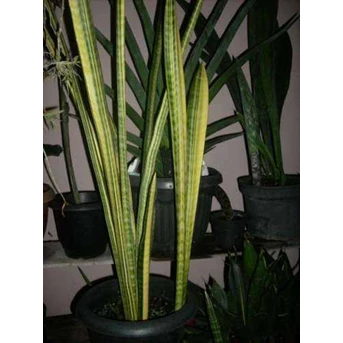 Sansevieria FLH 13 Varigata 3 ( Terjual)