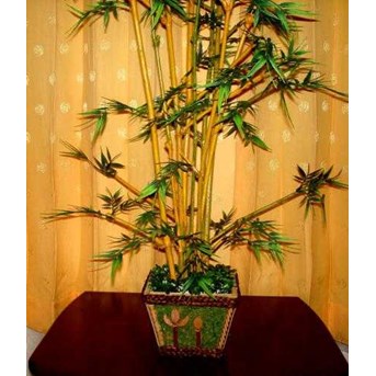 9. Pohon Cantikranting Bambu
