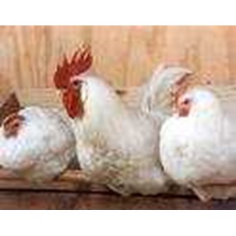 Ayam Afkir Breeding/ Parents Stocks