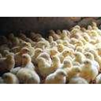 DOC( DAY OLD CHICKS)