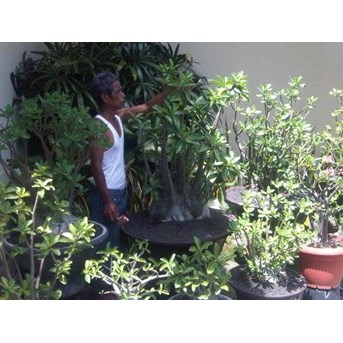 Arabicum Giant Size ( only for Bali)