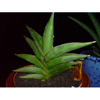 S.Samurai Dwarf gede