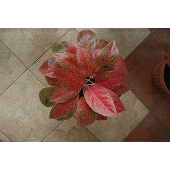 The Red