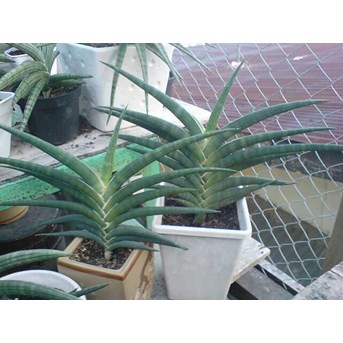 S.SUFRUTICOSSA BLACK