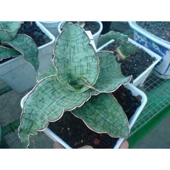 S.Silver Blue induk B