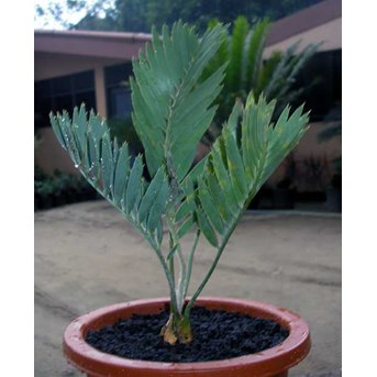 Encephalartos Eugene Maraisii