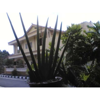 Sansevieria Patula Sky line
