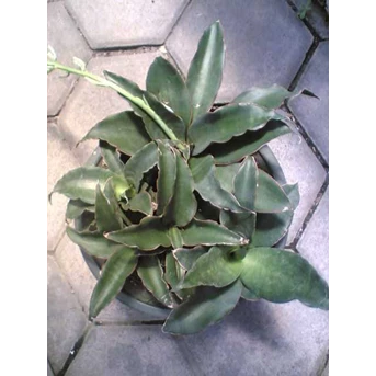 Sansevieria Subspicata rumpun