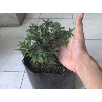Bibit Jaboticaba 15-20cm