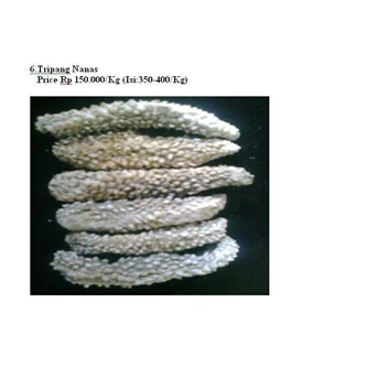teripang nanas