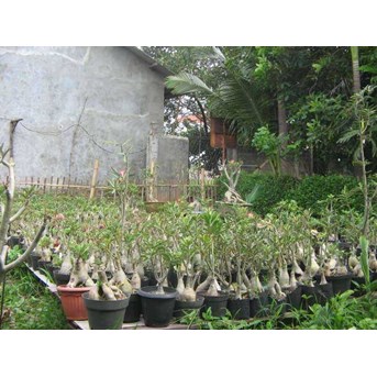 Adenium obesum grafting klas A