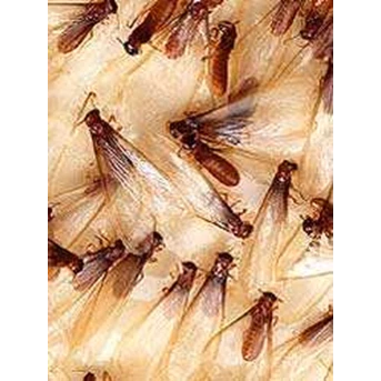 Pest Control, Fumigasi & Sanitary ( INDOPEST SURABAYA )