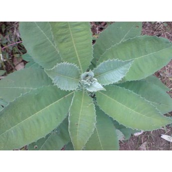 DAUN SEMBUNG