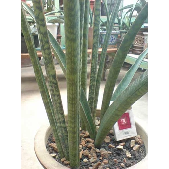 S> ROXBURGIANA induk