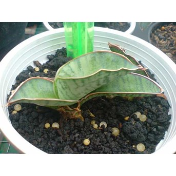 S.Sp.Somalia silver