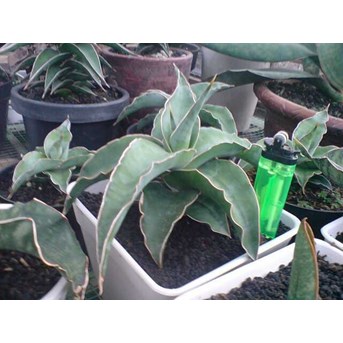 S.BLUE LEAF remaja