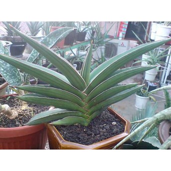 S.SAMURAI DWARF induk