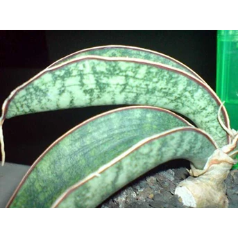S.SCHIMITANNIFORMIS DJURU MOUNTAIN