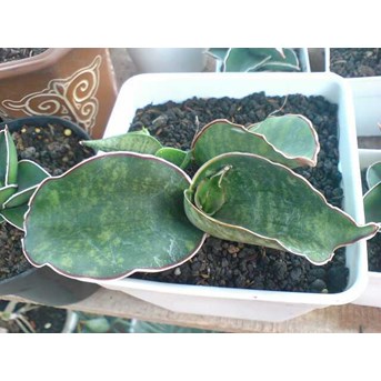 S.DRAGON WING ANAK