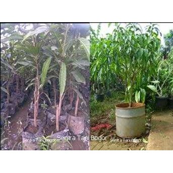 Mangga (Mangifera Indica)