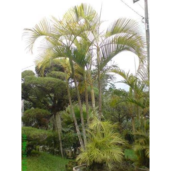 palm golden varigata