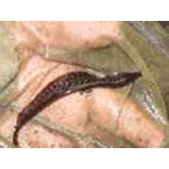 trompet fish uk 3