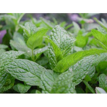 Daun Mint/ Menta