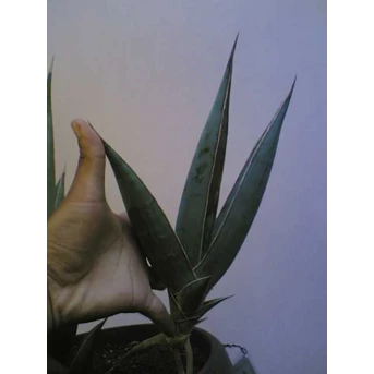 Sansevieria Pinguicula child 10