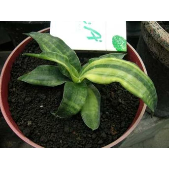 Sansevieria Javanica Var