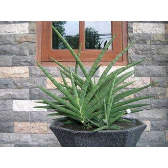 Sansevieria Blue Clone