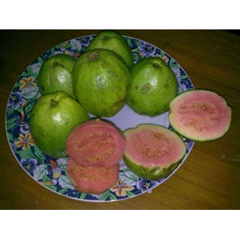 Guava fruits/ PINK Guava, Jambu Biji Merah