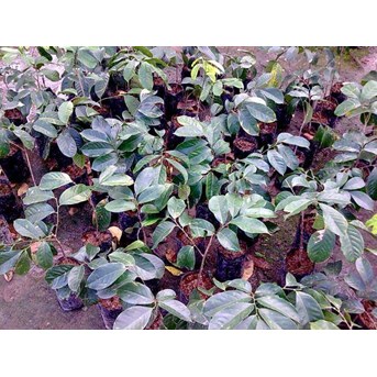bibit Duku Komring