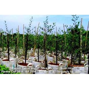 Bibit Pohon Zaitun 1, 5m