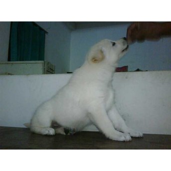 Sejak Kecil Dilatih