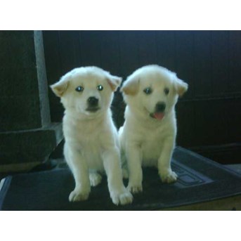 Anjing Kintamani Putih Spesifik