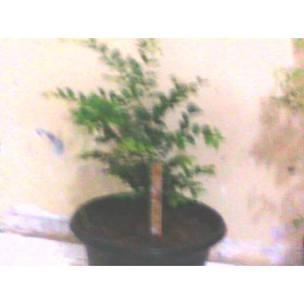 Bibit Jaboticaba/ Anggur Brasil 50cm