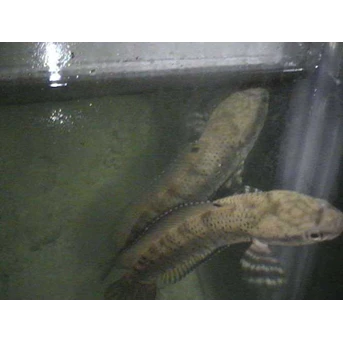 channa pulchra