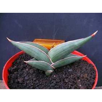 ROBUSCULA THAI( SOLD) TO PAPUA