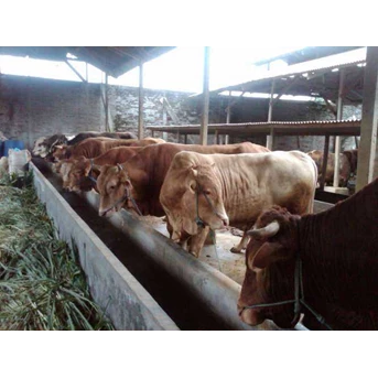 Sapi potong