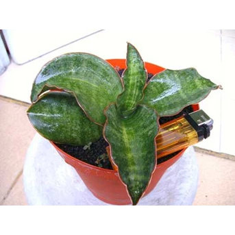 SUBSPICATA VAR( SOLD)