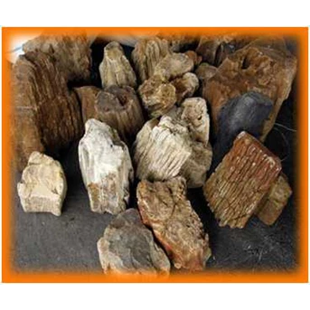 fosil kayu kaur bengkulu asli