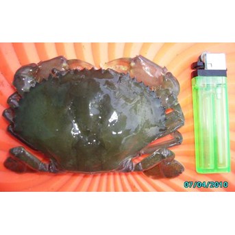 kepiting soka