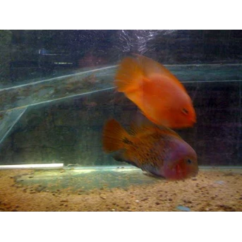 red perrots