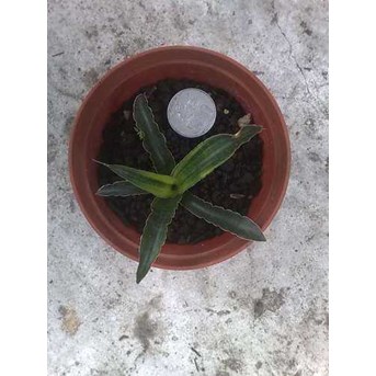 M. Fountaint var Sunremo