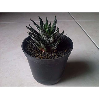 contoh tanaman wedding souvenir