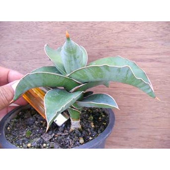 kismayoo 18 cm