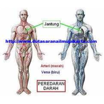 SMP033 - BIOLOGI ( 8)