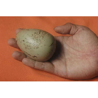 BATU TELUR